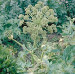 angelica archanglique - cultivated angelica