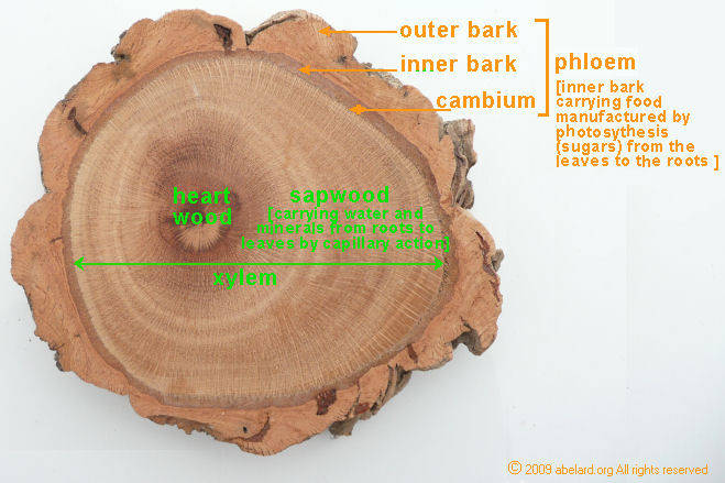 cork oak trunk cross-section, with simplified labelling