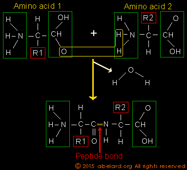 Making an amino aid chain
