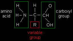 General amino acids structure