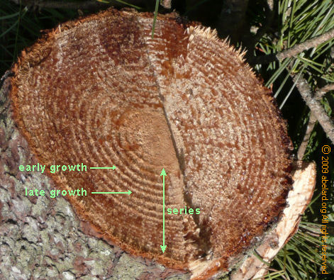 Pine trunk cross-section showing growth rings