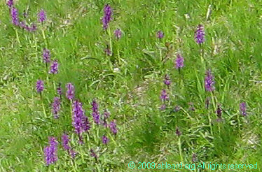 Temperate orchids can be seen in the Jura mountains