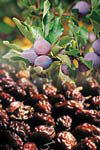 an Agen plum and prune