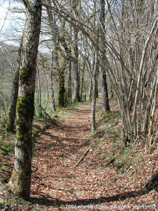 The wooded walk (river to the left)