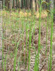 young bracken in a Landes forest