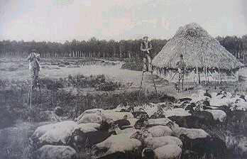 Keeping sheep in Les Landes, with shepherds on stilts