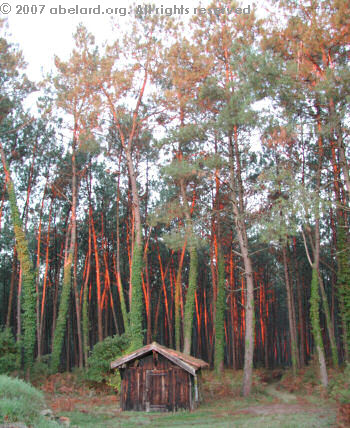 Pine trunks reddened with the light of the setting sun