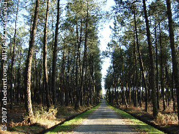 A forest access road in Les Landes, 2007