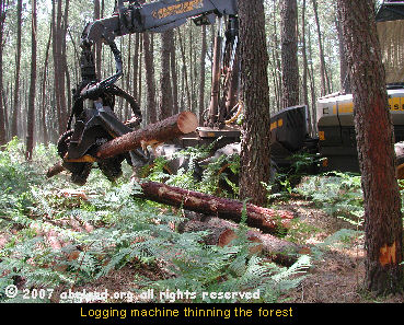 Logging machine thinning the forest