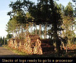 Stacks of logs ready to go to a processor