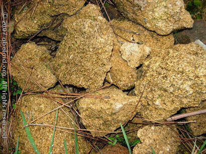 Sample of molasse rocks amongst pine needles.