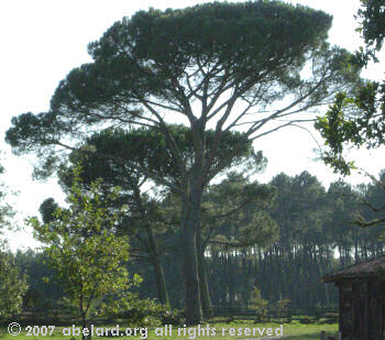 A parasol pine in an airial, with maritime pines behind.