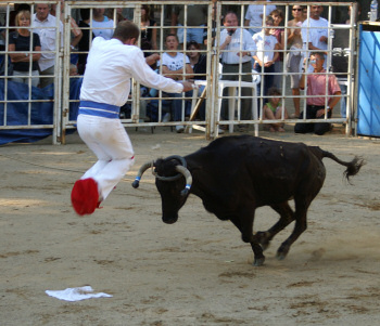 Jumping over a Landaise cow in Course Landaise. Note the sauteur's feet in a red beret.