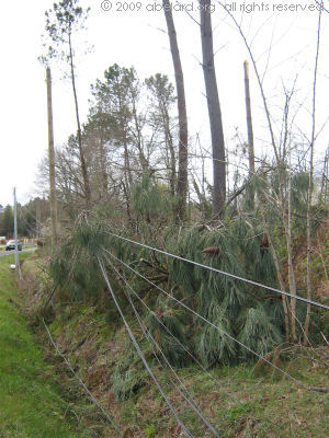 roadside cables brought down by pines