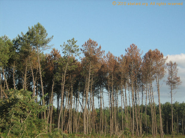 Stand of pines dying as a result of ips sexadentatus invasion.