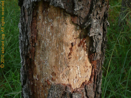 Bark and phleom damaged by ips sexdentatus, 
        with wormcasts and sawdust