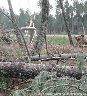 Ravaged forest, felled pines in Les Landes