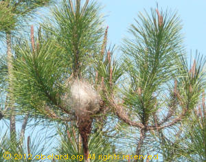 processionary caterpillar nest in a maritme pine