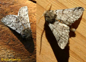 Thaumetopoea pityocampa moth