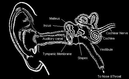 cross-section diagram of the outer, middle and inner ear