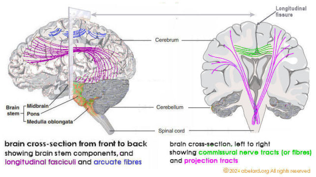 brain cross-sections, showing brain components