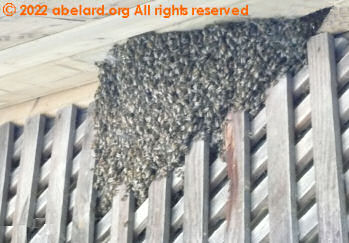 A swarm of bees under the eaves of a house