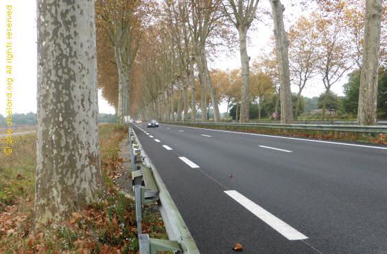 Road with white dashes and plane trees