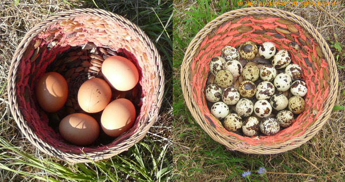 Basket with twenty-five quail eggs