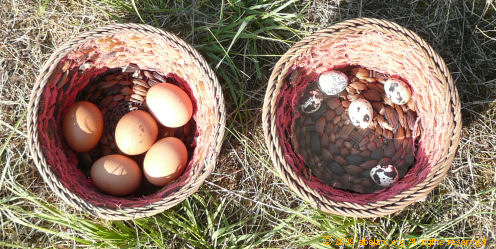 Two baskets, with five chicken and five quail eggs