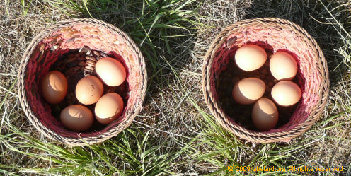 Two baskets, each with five chicken eggs